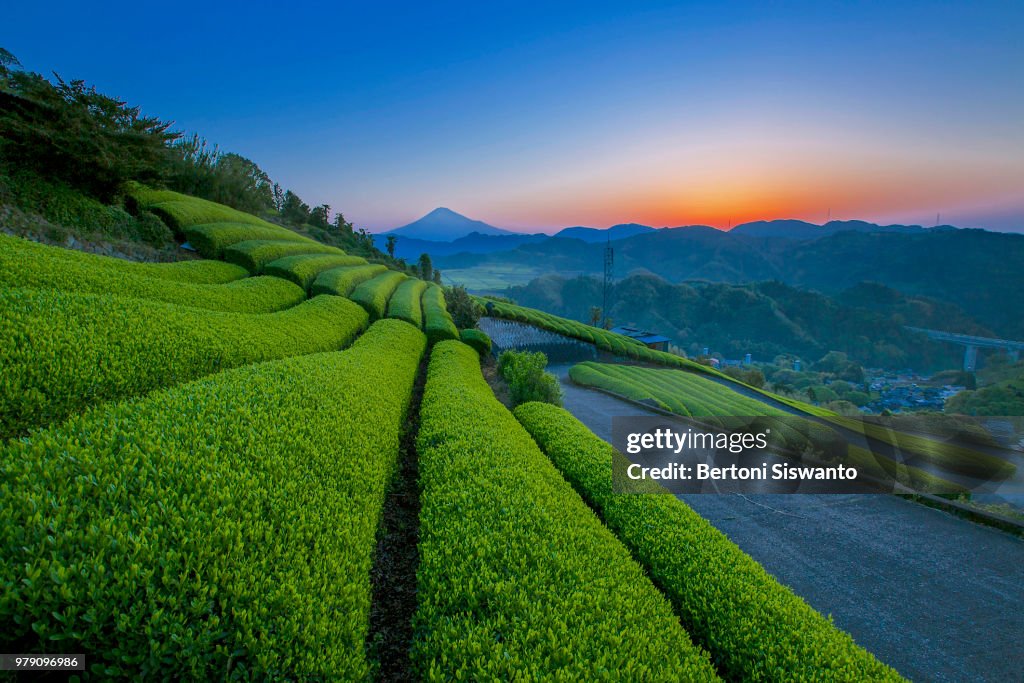Green tea field at sunrise, Mount Fuji in background, Shizuoka, Japan