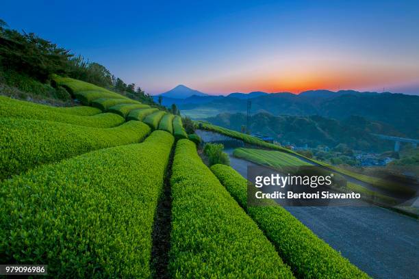 green tea field at sunrise, mount fuji in background, shizuoka, japan - prefettura di shizuoka foto e immagini stock