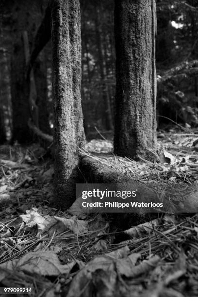 feuilles dans les bois - feuilles stockfoto's en -beelden