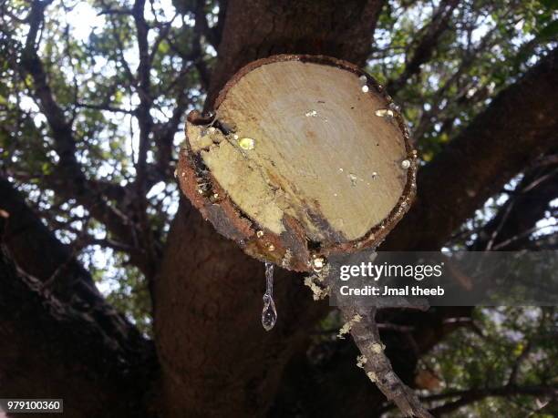 Tree Crying Crying Tree Photos et images de collection - Getty Images