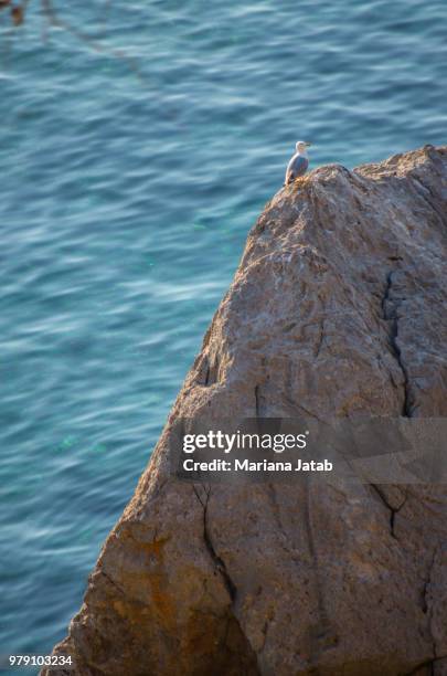 gaviota - gaivota stock pictures, royalty-free photos & images