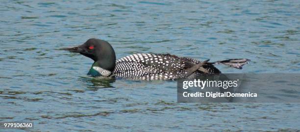 the lone loon leg stretch - domenica stock pictures, royalty-free photos & images