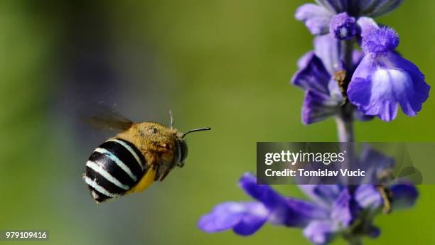 blue banded bee flying towards flower - vucic stock pictures, royalty-free photos & images