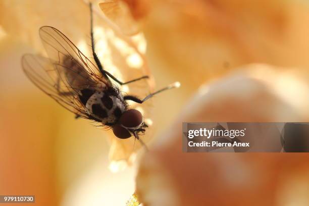 mouche... - mouche stockfoto's en -beelden