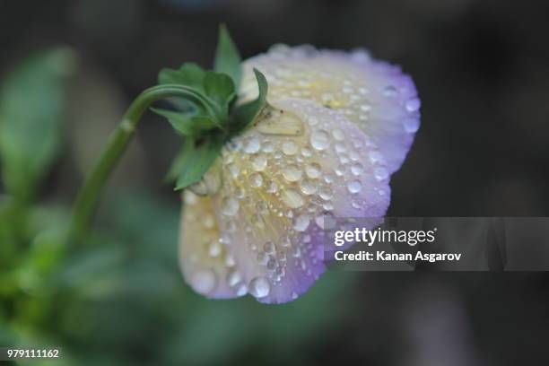 raindrops on flower - kangan stock pictures, royalty-free photos & images