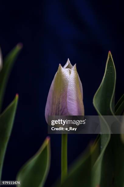 tulipe - tulipe stock pictures, royalty-free photos & images