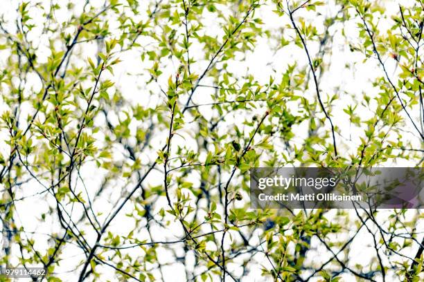 760 Green Razor Stock Photos, High-Res Pictures, and Images - Getty Images