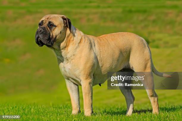 ramona - bull mastiff fotografías e imágenes de stock