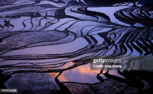 Patterns In Rice Field Rice Field Pattern Photos and Premium High Res Pictures - Getty Images