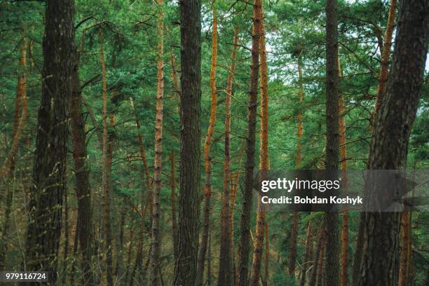 pine trees in forest, lviv, lviv oblast, ukraine - lviv oblast stock pictures, royalty-free photos & images