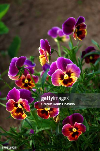 pansies - driekleurig viooltje stockfoto's en -beelden