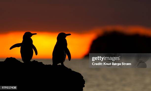 galapagos penguins - galapagos penguin fotografías e imágenes de stock