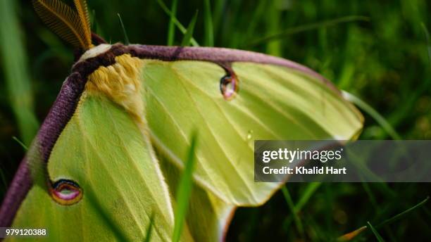 lunar moth after spring shower - luna moth stock pictures, royalty-free photos & images