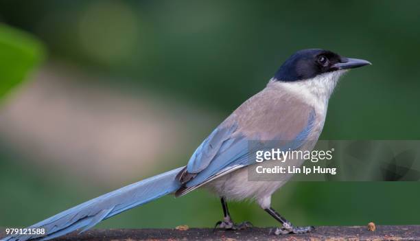 azure-winged magpie - vulnerable species stock pictures, royalty-free photos & images