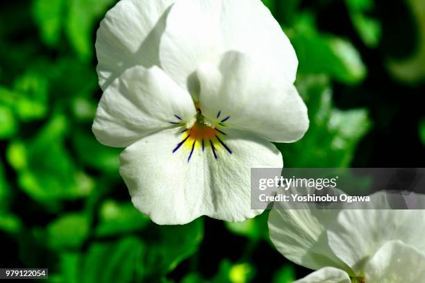 pansy - ogawa stock pictures, royalty-free photos & images