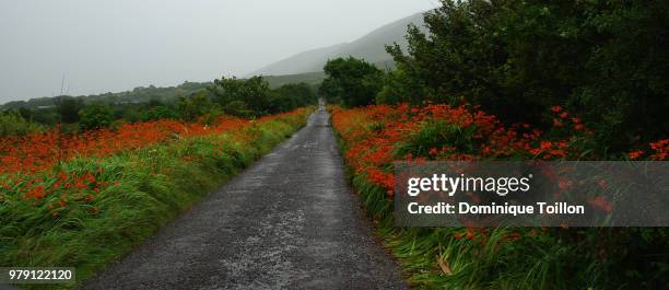 route d'irlande sous la pluie - irlande stock pictures, royalty-free photos & images