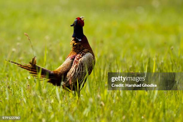 pheasant on schiermonnikoog - schiermonnikoog stock pictures, royalty-free photos & images