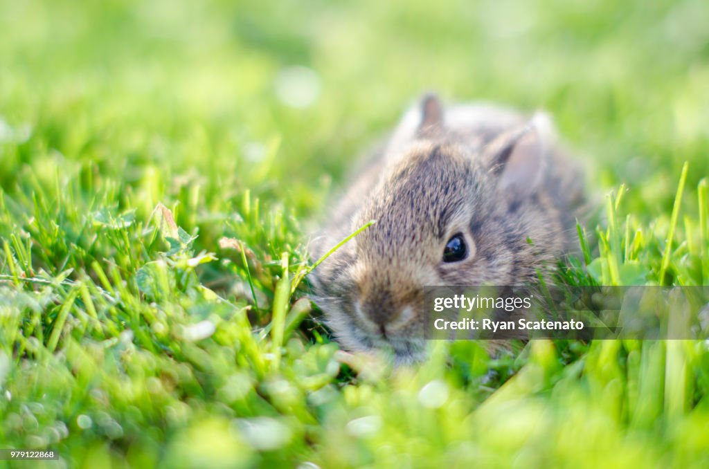 Baby Bunny