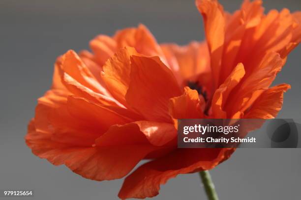 Small Ruffled Poppy 1,562 Rosette Ruffles Stock Photos, High-Res Pictures, and Images ...