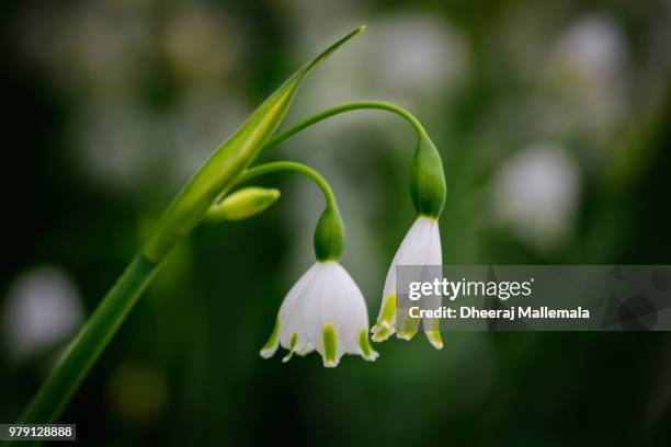 One Snowflake In Spring Spring Snowflake Photos and Premium High Res Pictures - Getty Images
