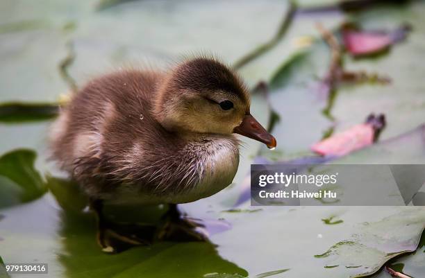 Baby Duck High-Res Stock Photo