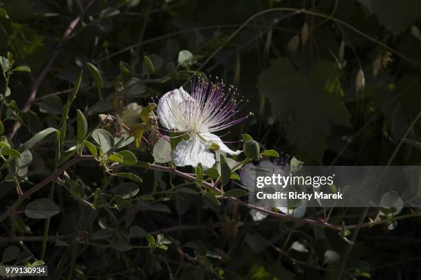 Batya Image Batya Photos and Premium High Res Pictures - Getty Images