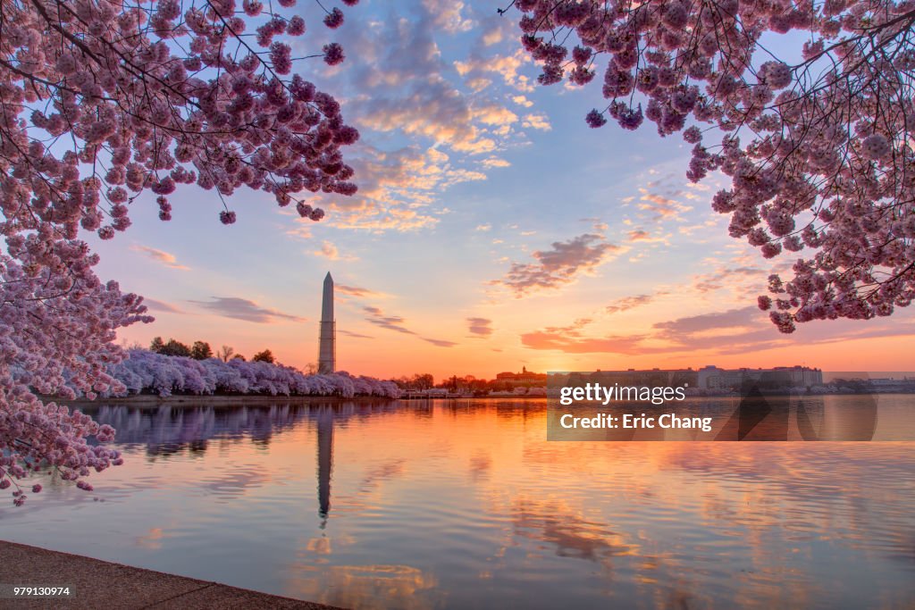 Cherry trees and cityscape at sunrise, Washington DC, Columbia, USA