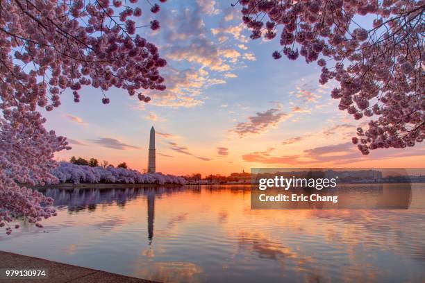 cherry trees and cityscape at sunrise, washington dc, columbia, usa - washington dc - fotografias e filmes do acervo