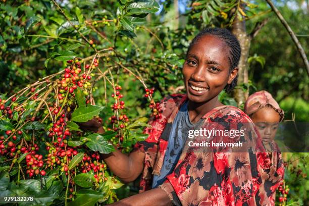 unga afrikanska kvinnan samlande kaffe körsbär, östafrika - ethiopia coffee bildbanksfoton och bilder