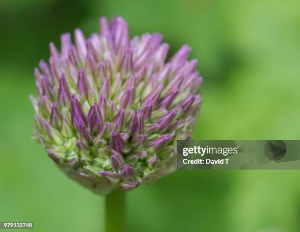 alium head - alium stock pictures, royalty-free photos & images