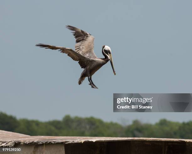 brown pelican landing - pelican landing stock pictures, royalty-free photos & images
