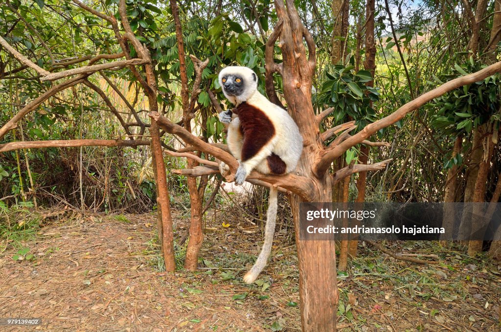 Lemur in his world