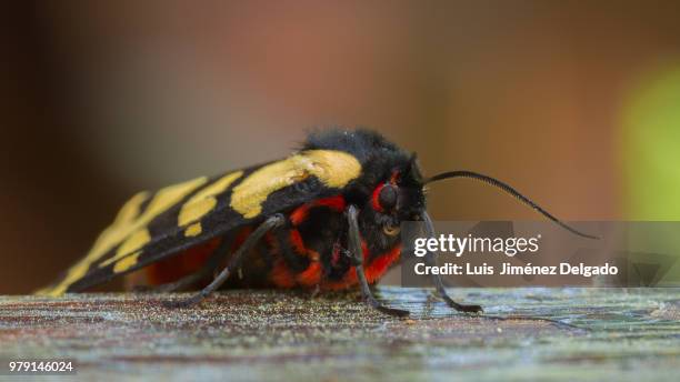 close up of common clothes moth (tineola bisselliella), guejar sierra, andalusia, spain - tineola bisselliella stock pictures, royalty-free photos & images