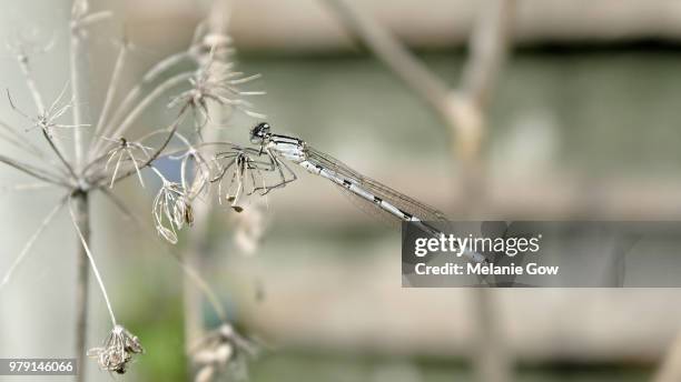 damselfly (ischnura elegans) sitting on dry fennel (foeniculum vulgare) - elegans - fotografias e filmes do acervo