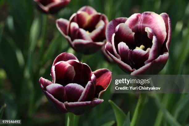 tulip "arabian mistery - mistery stock pictures, royalty-free photos & images