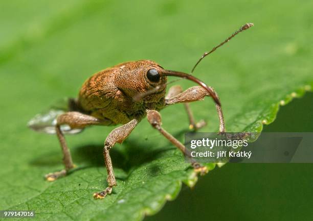 snout beetle (curculionidae) standing on green leaf - snout beetle stock pictures, royalty-free photos & images