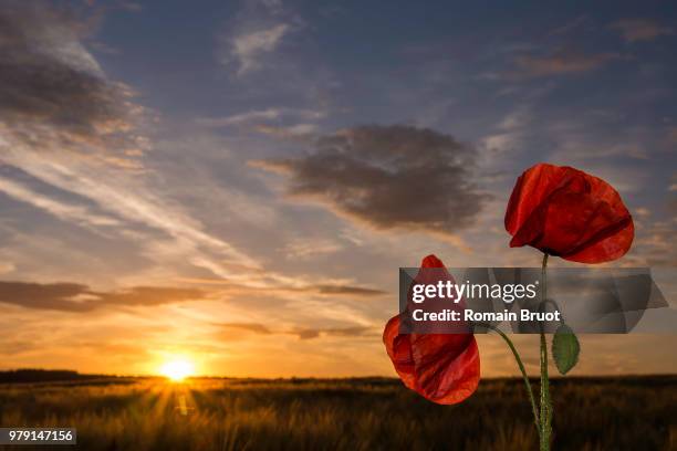 poppy's - coquelicot fotografías e imágenes de stock