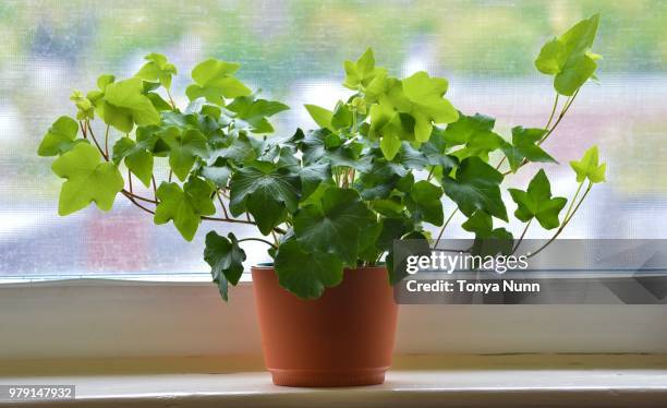close up of ivy in brown flowerpot against window, new england, usa - ivy stock pictures, royalty-free photos & images