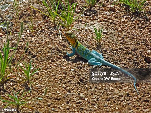 lizzard wlr - crotaphytidae stock pictures, royalty-free photos & images