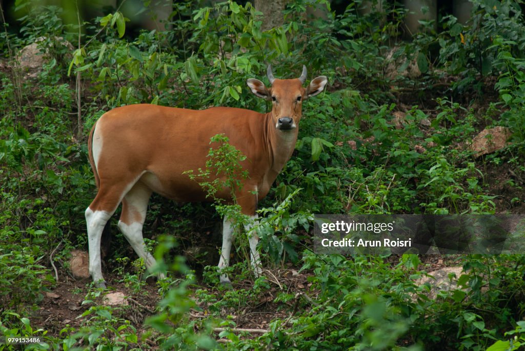 Banteng (Bos javanicus) , is a species of wild cattle found in Southeast Asia.