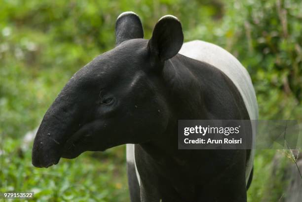 malayan tapir (tapirus indicus), also known as the asian tapir. wildlife animal. - asian tapir bildbanksfoton och bilder