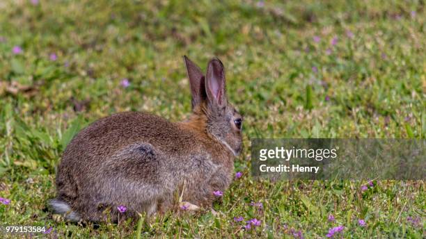rabbit - linda henry fotografías e imágenes de stock