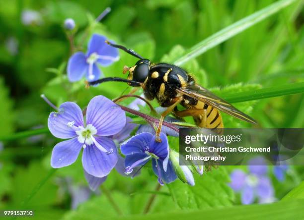 wasp sitting on blue flowers - wasps stock pictures, royalty-free photos & images