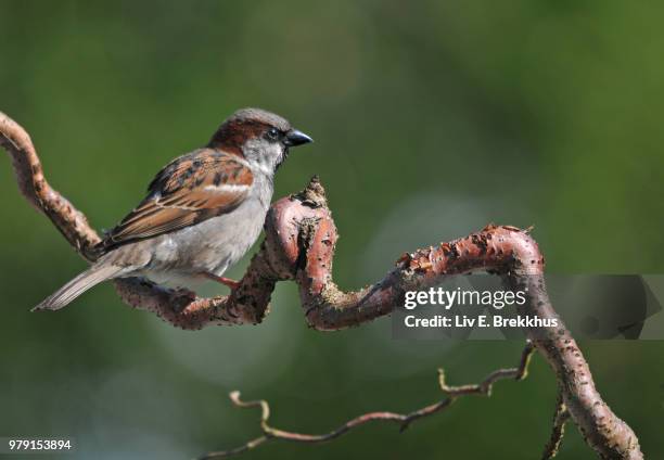 frekhaug,norway - mus stockfoto's en -beelden