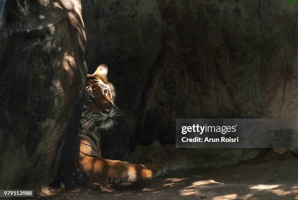 resting bengal tiger (panthera tigris ) in stone wall - giant stone heads stock pictures, royalty-free photos & images