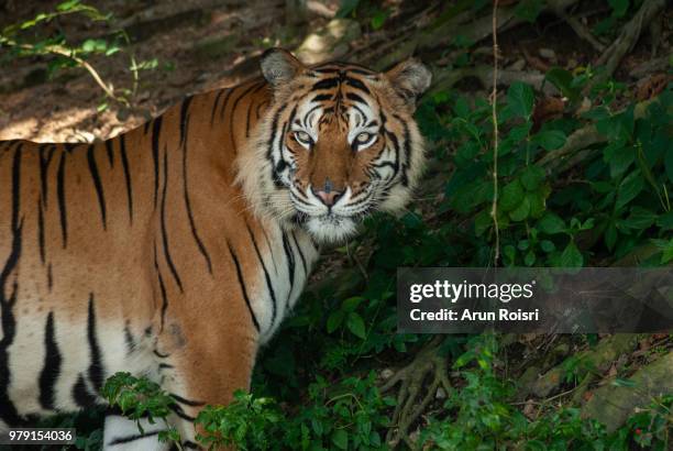 a bengal tiger in close up portrait with green forest and stone backgrounds - giant stone heads stock pictures, royalty-free photos & images