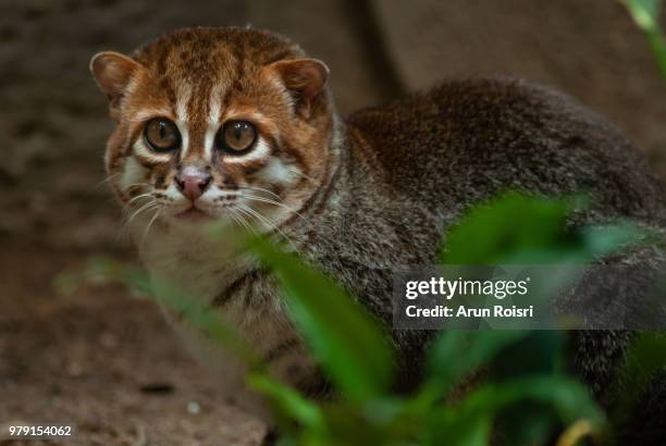 flat-headed cat (prionailurus planiceps) - flat headed stock pictures, royalty-free photos & images