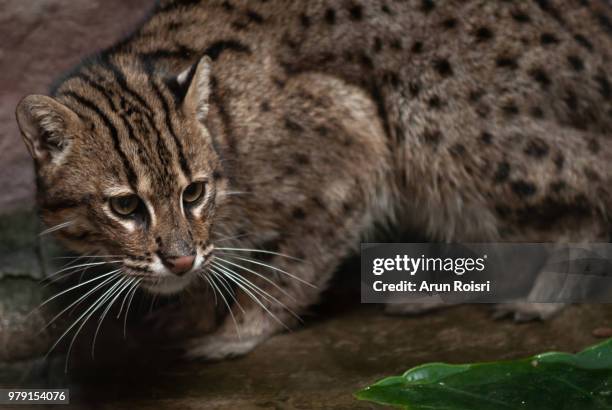 close up portrait of fishing cat (prionailurus viverrinus) - スナドリネコ ストックフォトと画像