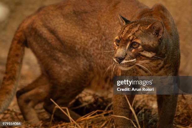 asian golden cat in zoo, thailand ; species catopuma temminckii family of felidae - temminckii stock pictures, royalty-free photos & images