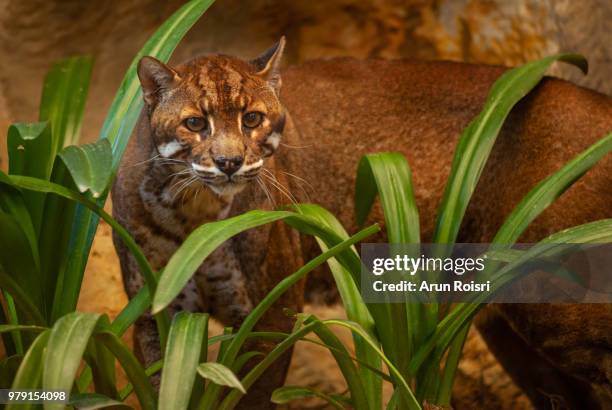 asian golden cat in zoo, thailand ; species catopuma temminckii family of felidae - temminckii stock pictures, royalty-free photos & images